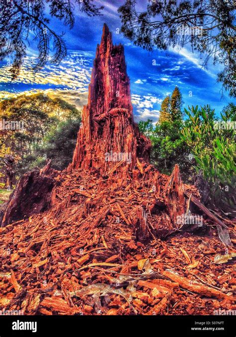 Tree falling down hi-res stock photography and images - Alamy