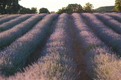 Lavender Flower Field · Free Stock Photo