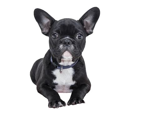 French Bulldog PNG Transparent Images - PNG All