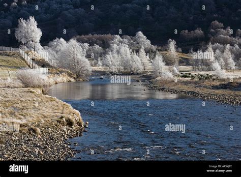 Hoar frost on riverside frozen trees; The River Clunie and frosted birch trees. Cold january ...