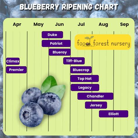 Blueberry Ripening Chart - When Are Blueberries In Season?