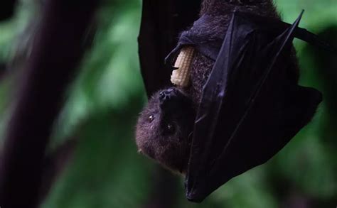 Rodrigues fruit bat | London Zoo