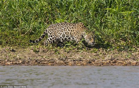 Jaguar hunts caiman (10 pics) | Amazing Creatures