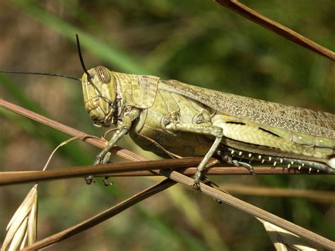 Fotos de Natureza: Gafanhotos