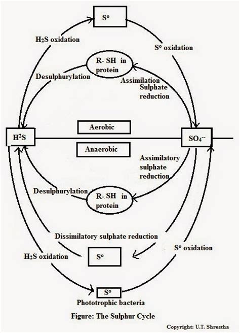 My Scientific Blog - Research and Articles: The Sulphur Cycle