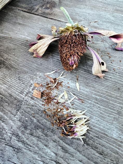 A Guide to Harvesting Zinnia Seeds » Grow Beauty With Ease