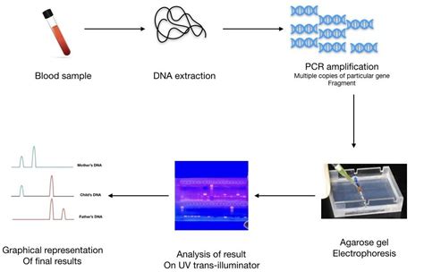 DNA Fingerprinting- Definition, Steps, Methods and Applications