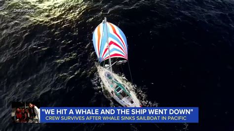 Whale sinks boat with friends on 3-week sail from Galapagos to French ...