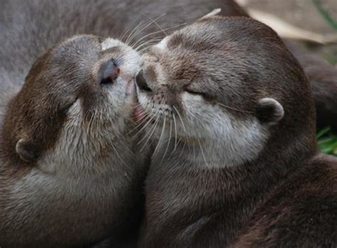 Otters are kissing : r/Otters