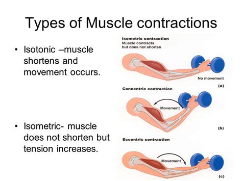 Types of muscle... - The Massage Escape Tamworth.