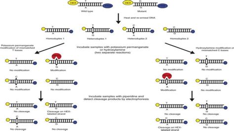 SNP Detection Methods and applications