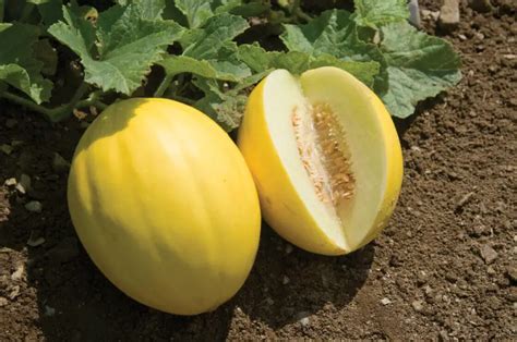 How to Grow Canary Melons - Trimmed Roots