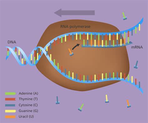 What is gene expression? | Gene expression, Biology resources ...