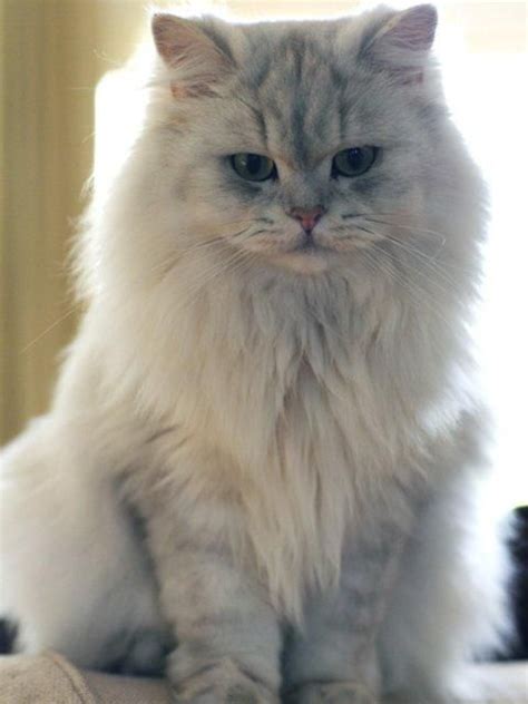 cat-breeds - B - British Longhair - Page 1 | Beautiful cats, Cat breeds ...