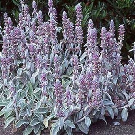 Lamb's Ear Flower Seeds/ Stachys Byzantina / Perennial