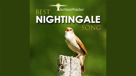 Best Nightingale Song - Pt. 1 (5 Minutes) (Nightingale Singing Near a Small River / Nature ...