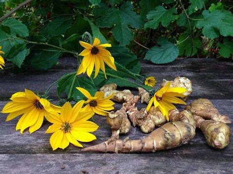 Топинамбур (Helianthus tuberosus L.) - лекарственное, чайное, съедобное растение. Описание ...