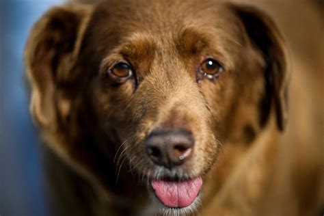 [Animals] A 31-year-old dog was named the world's oldest, but doubts ...