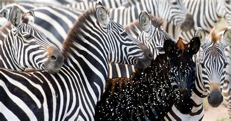 Rare Baby Zebra Born with Spots Instead of Stripes