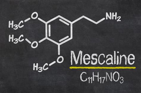 What Is Mescaline and What Are Its Effects?丨Summit Malibu