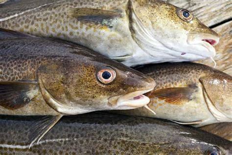 North Sea cod should never have been labelled sustainable in the first place