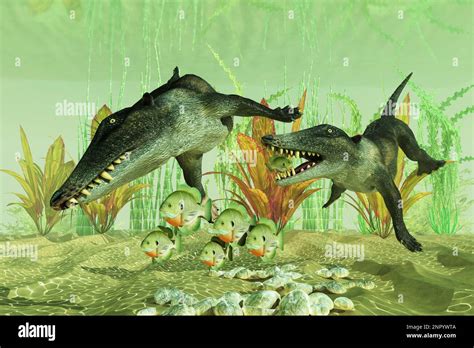 Ambulocetus natans hi-res stock photography and images - Alamy