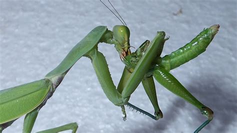 Praying Mantis Eating Grasshopper | Mantis VS Katydid - YouTube