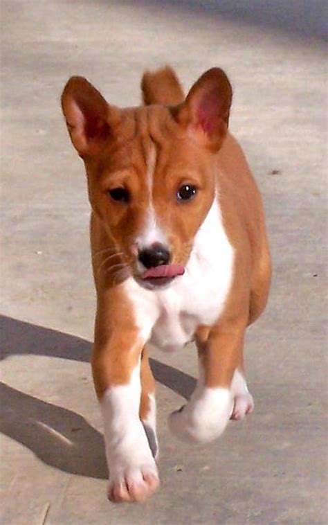 Basenji Puppies