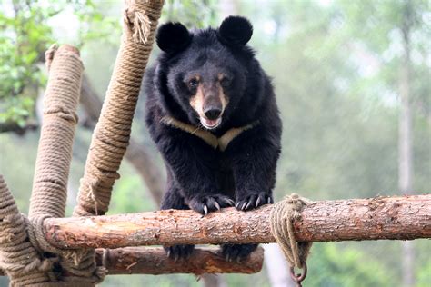 animals asia - Google Images | Asian black bear, Black bear, Bear