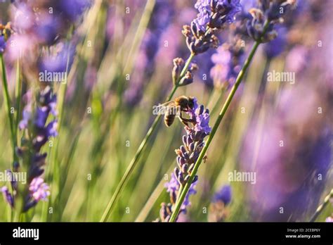 Lavender field at sunset Stock Photo - Alamy