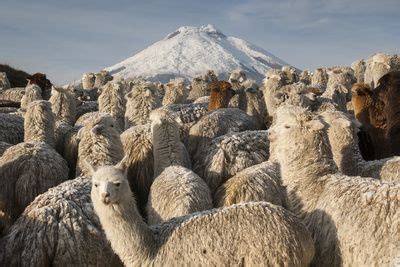 Cotopaxi Volcano and Alpacas, Cotopaxi National Park, Andes, Ecuador Alpacas, Ecuador Landscape ...