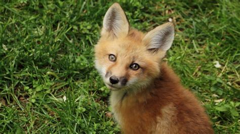 Six Baby Foxes Playing In The Backyard - YouTube