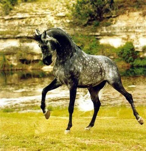 dapple grey arabian horse | Beautiful horses, Horse breeds, Horses