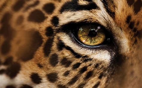 Leopard, eyes, close-up wallpaper | Leopard eyes, Leopard pictures ...