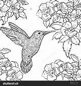 Hummingbird Coloring Pages For Adults At GetDrawings  Free Download sketch template
