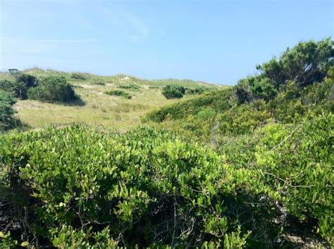 OCRACOKE ISLAND CAMPGROUND - Updated December 2024 - 4352 Irvin Garrish Hwy, Ocracoke, North ...