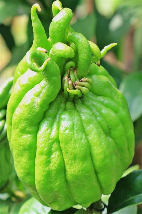 Buddha's hand citron - tips on growing this uncanny outdoor citrus tree