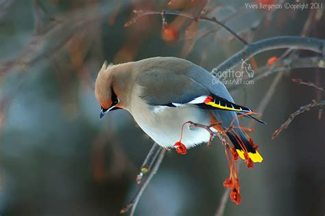 Bohemian Waxwing by Sagittor on DeviantArt