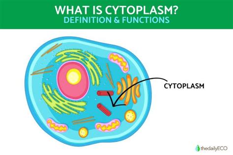 What Is Cytoplasm and Its Function? - Definition and Structure