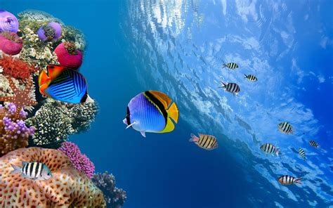 Underwater 4K Wallpaper Ocean 3d 60