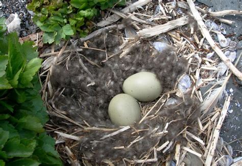 These downy ducklings aren't just cute — they're a Gros Morne success story | CBC News