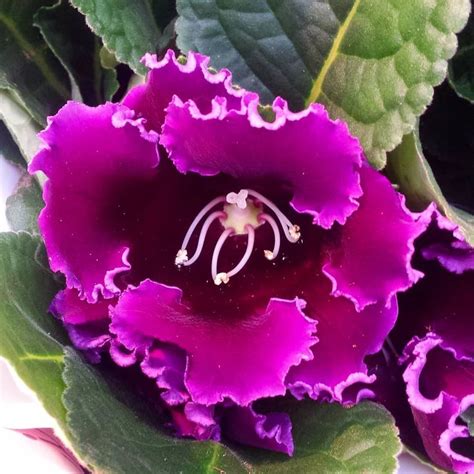 #gloxinia