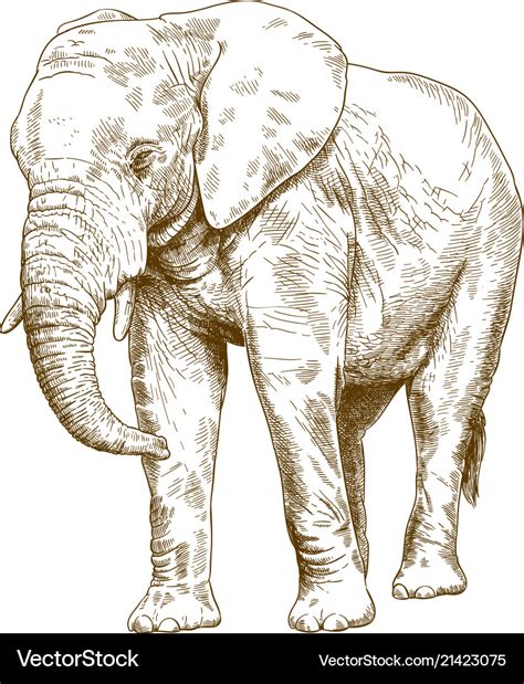 Engraving drawing of big elephant Royalty Free Vector Image