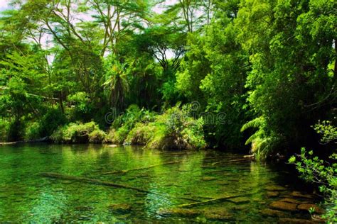 Jungle, Bush And Water Spring In Africa. Tsavo West, Kenya Stock Photography - Image: 29601592