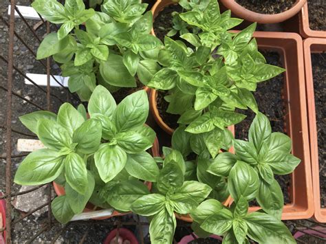 Didn’t realize pruning would make my basil as healthy as this. : r/gardening