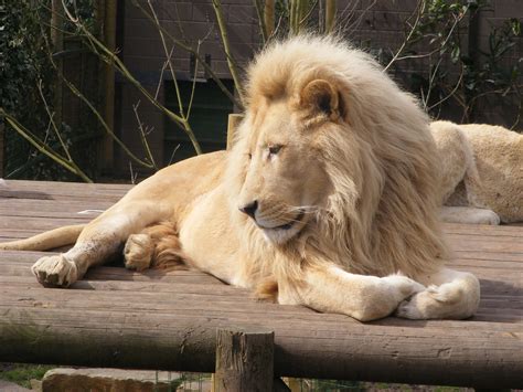 White lions | White lion, Paradise Park, Broxbourne | monkeywing | Flickr