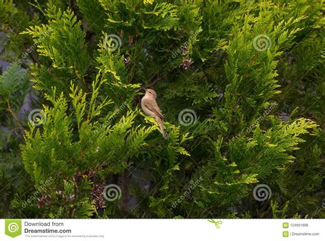 A Female European Greenfinch Sitting in the Branches of a Thuja Stock ...