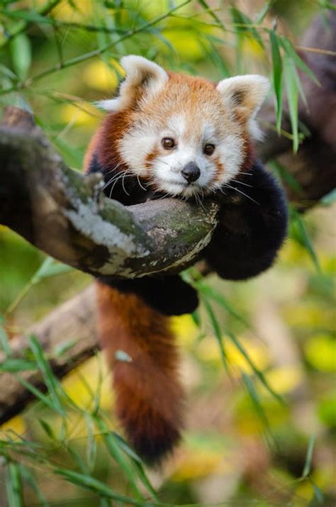 Red Panda on Bamboo Tree Branc · Free Stock Photo