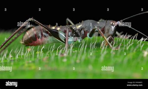 Katydid (Tettigoniidae), ant mimic, Mount Isarog National Park ...