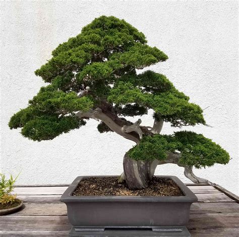 How to Grow and Care for Pine Bonsai